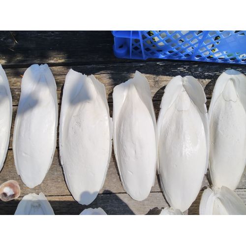 Os De Seiches 1 Kg Gros Os 19 Cm