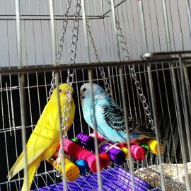 Jouet Pour Oiseaux, 1 Pièce, Cage À Oiseaux, Perroquet, Perruche, Perruches, Jouets Suspendus, Hamac, Balançoire