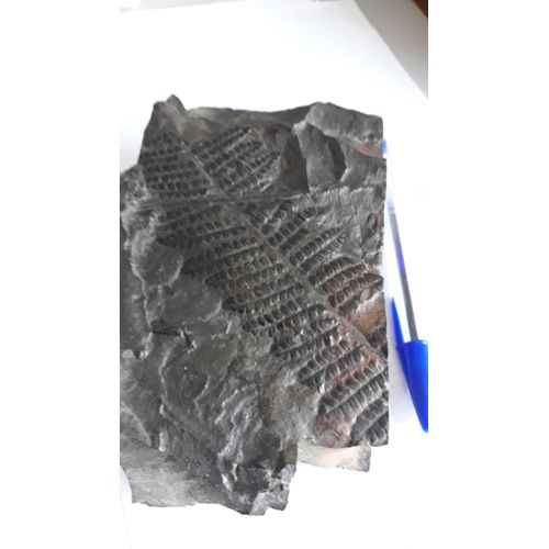 Fossile Minier