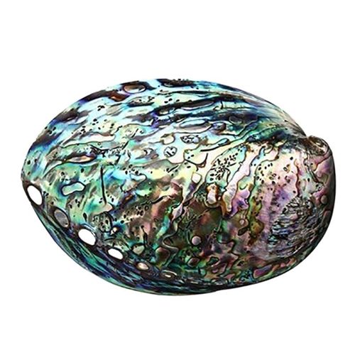 Coquille d'ormeau naturelle pelée, pour le nettoyage du porte-encens, décoration M76D