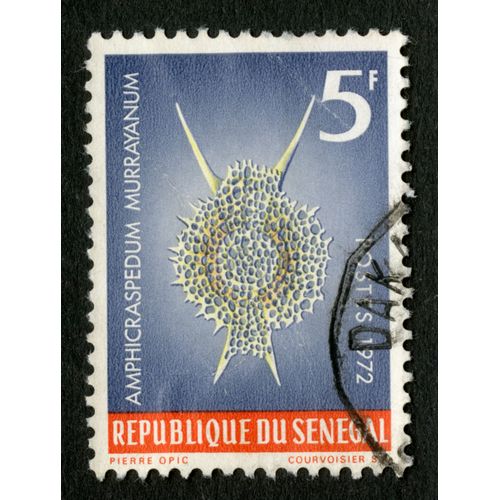 Timbre Oblitéré République Du Sénégal, Amphicraspedum Murrayanum, 5 F, Postes, 1972