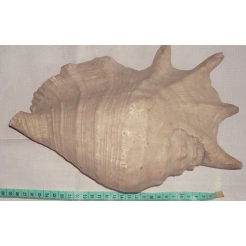 Coquillage