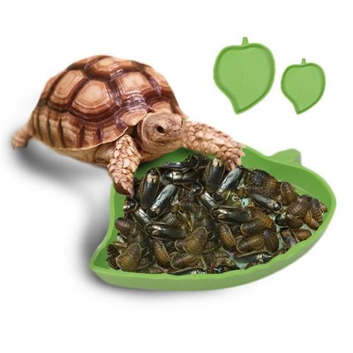 Plat D'alimentation En Plastique Léger Pour Reptiles, Bassin D