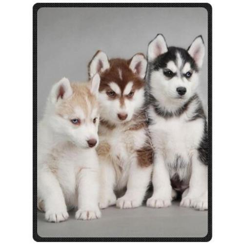 Couverture Husky Sibérien Chiots Chiens Animaux