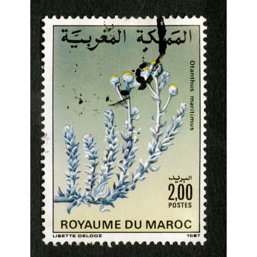 Timbre Oblitéré Royaume Du Maroc, Otanthus Maritimus, 2.00 Postes, 1987