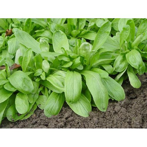 250 Graines De Mâche À Grosses Graines Méthode Bio Seeds Salade Légumes Potager