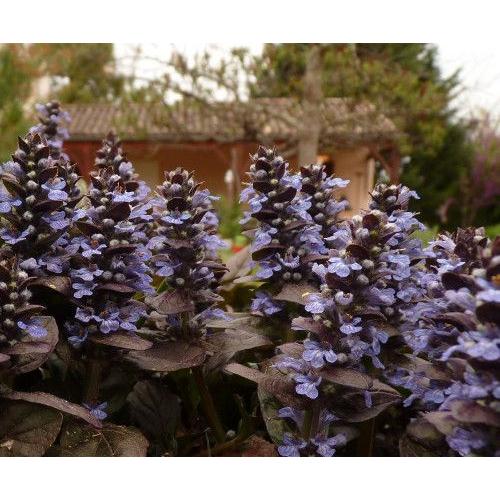 10 Plants D'ajuga Pourpre