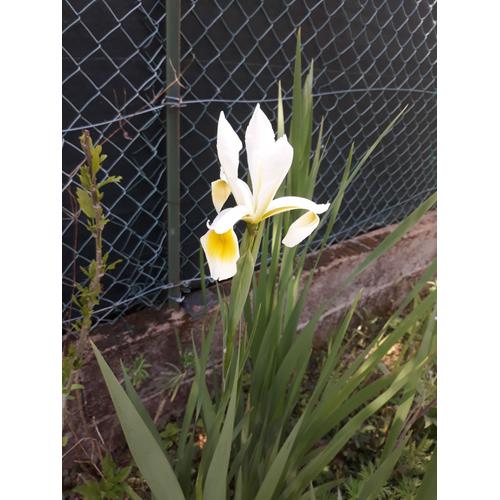 Iris De Sibérie Blanc Et Jaune (Rhizomes)