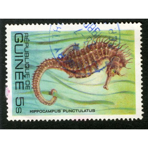Timbre Oblitéré République De Guinée, Hippocampus Punctulatus, 5 S