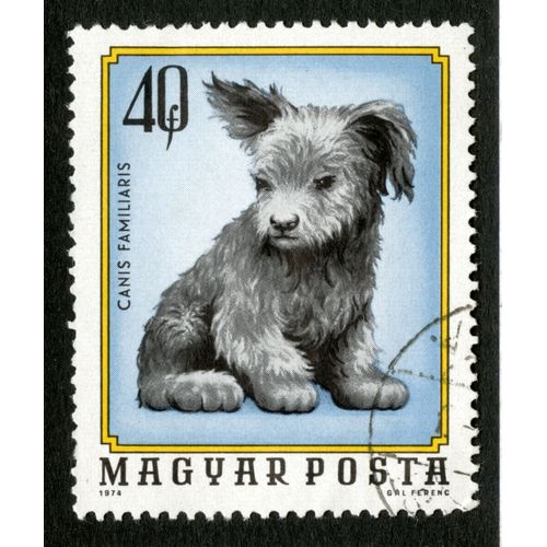 Timbre Oblitéré Magyar Posta, Canis Familiaris, 40 F, 1974