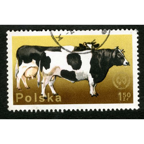 Timbre Oblitéré Polska, Krowy, 1.50 Zl