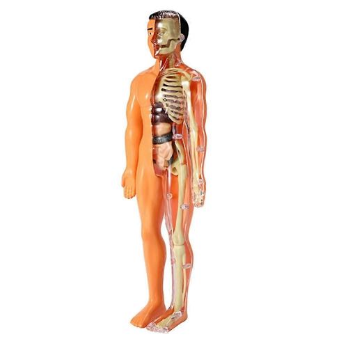 Modèle d¿anatomie du corps humain 3D Enfants En Plastique DIY Squelette Jouet Science Aides D¿apprentissage Précoce Éducation