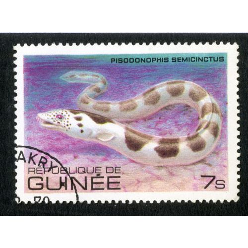 Timbre Oblitéré République De Guinée, Pisodonophis Semicinctus, 7s