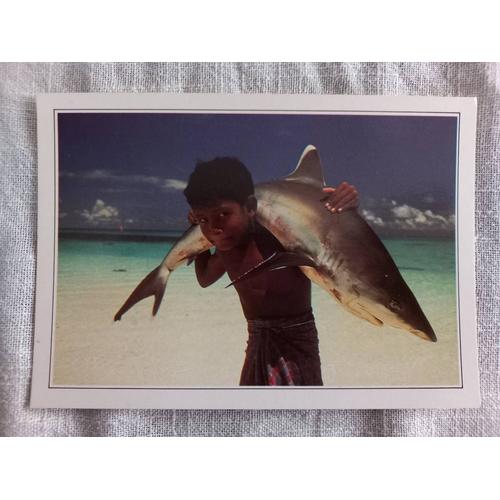 Carte Postale Maldives. Requin À Pointe Blanche.