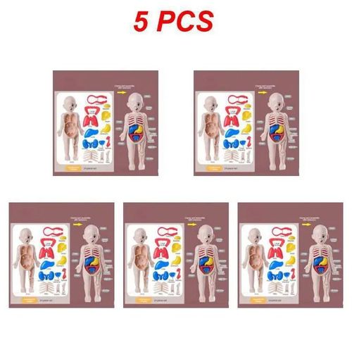 Style Un 5pcs - Ensemble De Science Et D'éducation Pour Enfants, Modèle D'organe Du Corps Humain, Jouets Assemblés À Faire Soi-Même, Éducation Précoce
