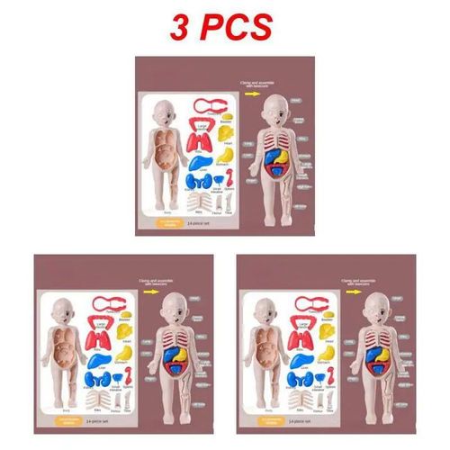 Style Un 3pcs - Ensemble De Science Et D'éducation Pour Enfants, Modèle D'organe Du Corps Humain, Jouets Assemblés À Faire Soi-Même, Éducation Précoce