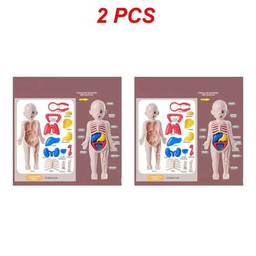 Style Un 2pcs - Ensemble De Science Et D'éducation Pour Enfants, Modèle D'organe Du Corps Humain, Jouets Assemblés À Faire Soi-Même, Éducation Précoce