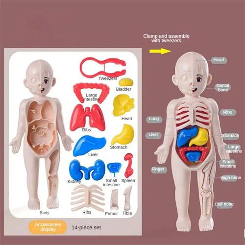 Style Un 1pc - Ensemble De Science Et D'éducation Pour Enfants, Modèle D'organe Du Corps Humain, Jouets Assemblés À Faire Soi-Même, Éducation Précoce
