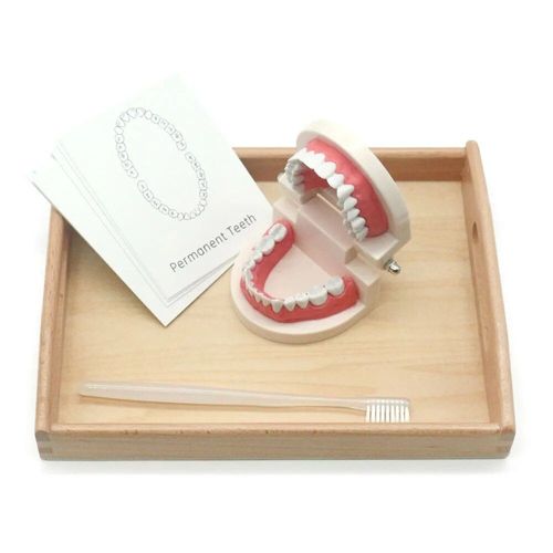 Dents - Kit De Jouets De Médecin Pour Enfants, Ensemble Médical Pour Enfants, Ensemble De Jeu Avec Stéthoscope, Dentiste Et Infirmière, Tout-Petit De 3 Ans Et Plus