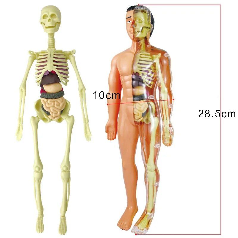 Mannequin - Kit De Jouets De Mdecin Pour Enfants, Ensemble ... - 7