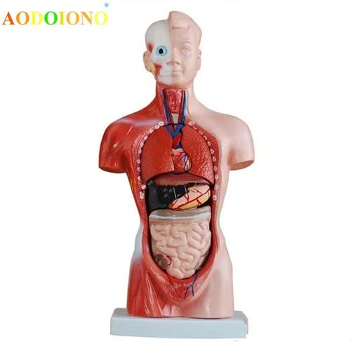 Modèle De Torse De Corps Humain, Organes Internes Humains, Modèle Anatomique, Médical, Fuchsia, Modules D'aide Au Sida, Jouets Pour Enfants, 28cm