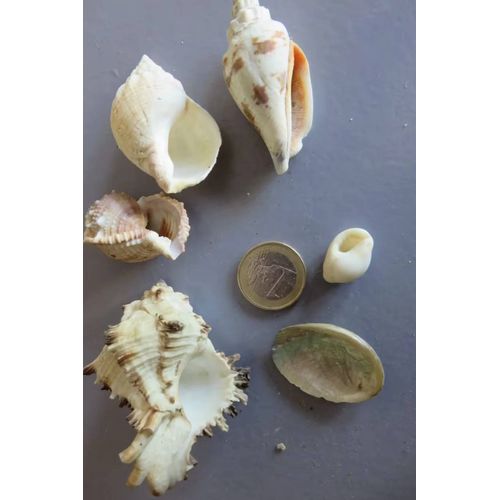 Lot De 6 Coquillages/9