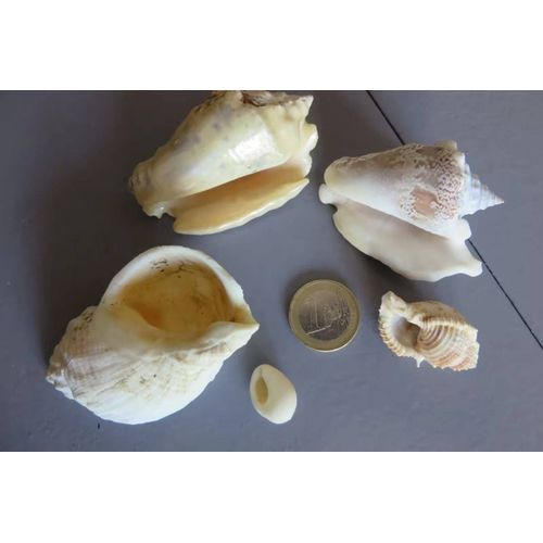 Lot De 5 Coquillages Différents Anciens/10