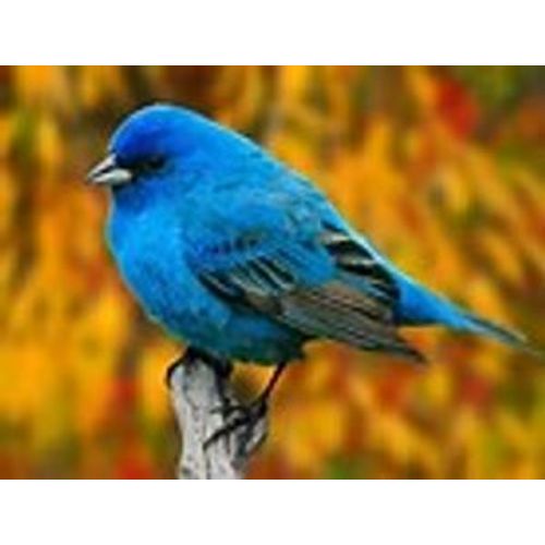 Cet Oiseau Bleu-Là