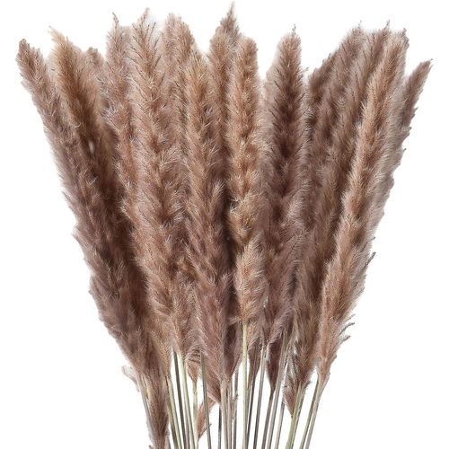 30 tiges d'herbe naturelle séchée de la pampa, fleurs séchées décoratives pour la décoration intérieure