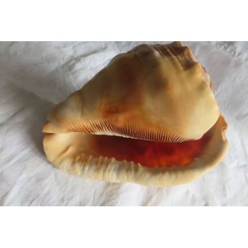 Ancien Gros Coquillage Casque Rouge Cypraecassis/500 G