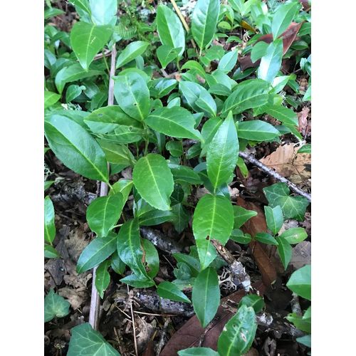 Lot De 25 Plants Lauriers Ht 20cm