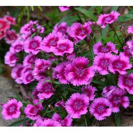 Oeillets De Chine Rose Et Violet,  50 Graines,