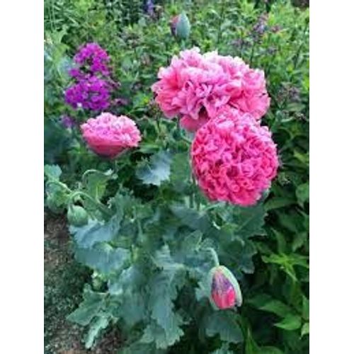 Pavot Double À Fleurs De Pivoine, 100 Graines
