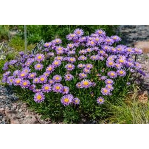 Aster Botanique, 30 Graines