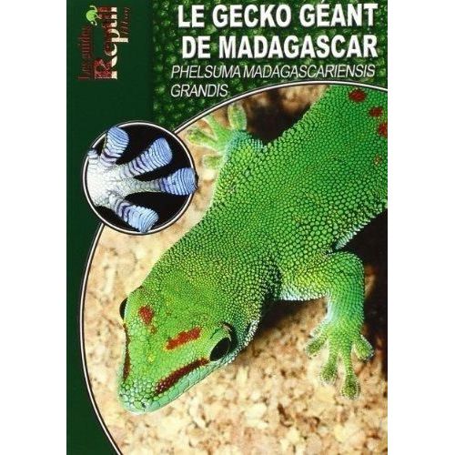 Le Gecko Géant De Madagascar - Phelsuma Madagascariensis Grandis