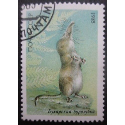 Russie N°5240 Musaraigne Oblitéré