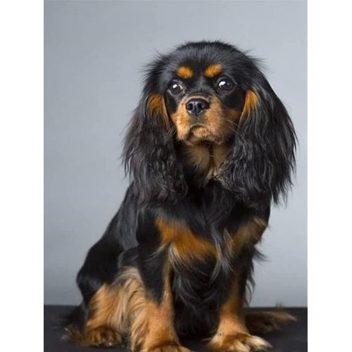 1000 Pieces Puzzle Cavalier King Charles Spaniel pour Adultes Puzzle Stimulant pour Les Jeunes Enfants Décoration D'Intérieur Art Mural pour Chien De Compagnie Cadeau Puzzle