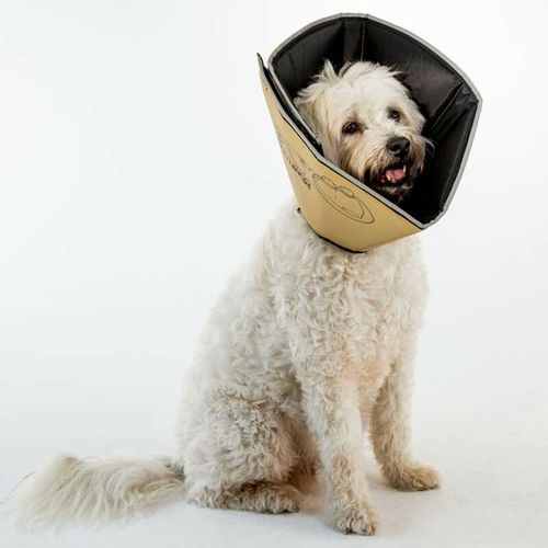 All Four Paws Collier Animaux De Compagnie Comfy Cone M 20 Cm Brun