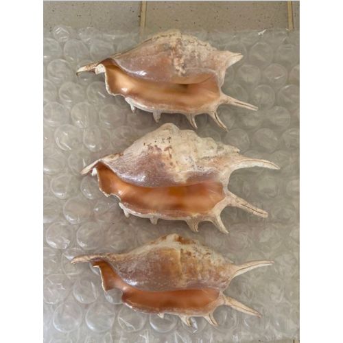 Coquillages