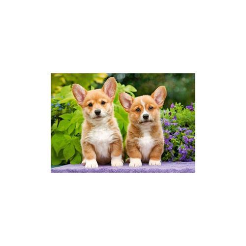 Puzzle Castorland - Chiots Welsh Corgi, 1000 Pièces