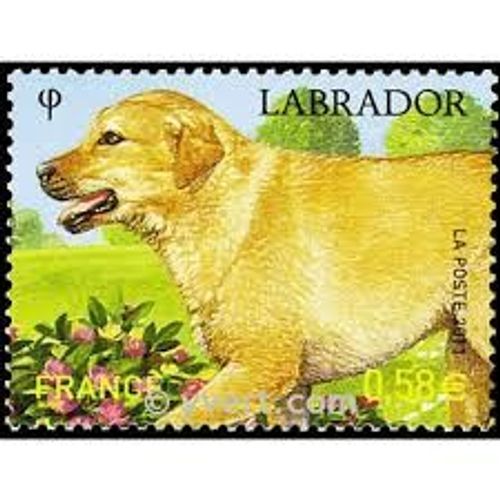 Série Nature (25) : Les Chiens De Race : Le Labrador Année 2011 N° 4545 Yvert Et Tellier Luxe
