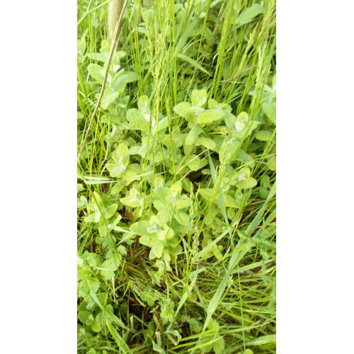 5 Plants De Menthe Sauvage Racine Plante Aromatique Trs Parfume