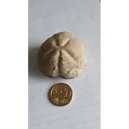 Fossile Oursin Dans Un Silex.