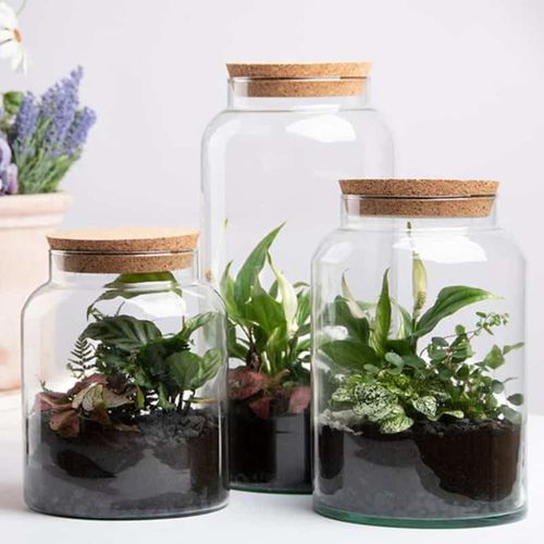 Pot pour terrarium 26 cm transparent