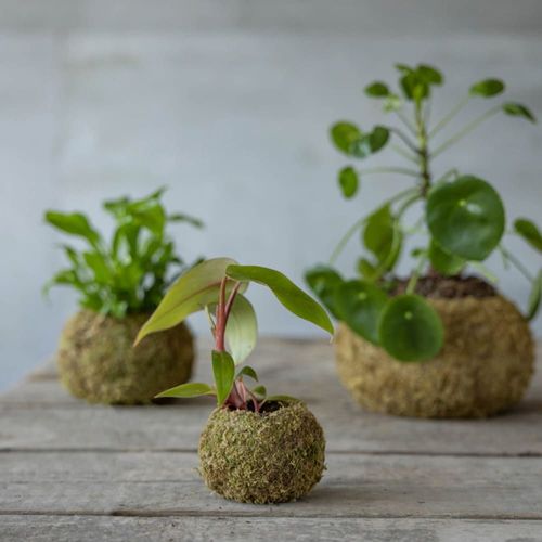 Kokedama boule mousse 15 cm vert