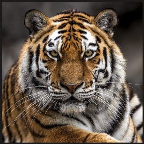 Carré Simili Cuir Imprimé 44x44 Cm Tigre Kc0010