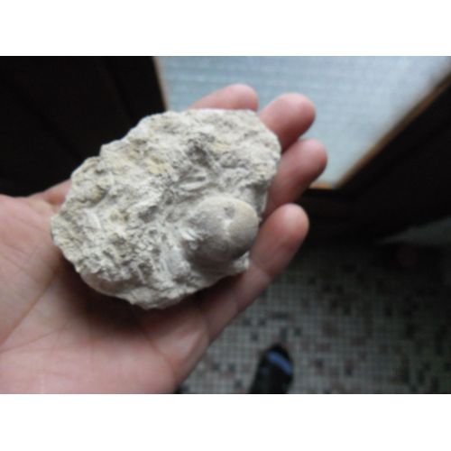Fossile D'oursin
