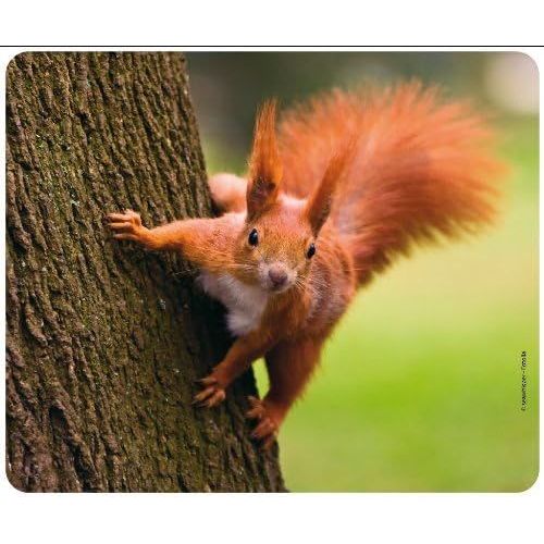 Tapis de Souris Motif 22 Forêt : écureuil sur Un Arbre - Caoutchouc indéchirable avec Base hautement adhérente.[F765]