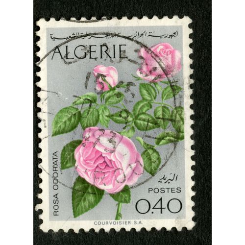 Timbre Oblitéré Algérie, Rosa Odorata, Postes, 0.40