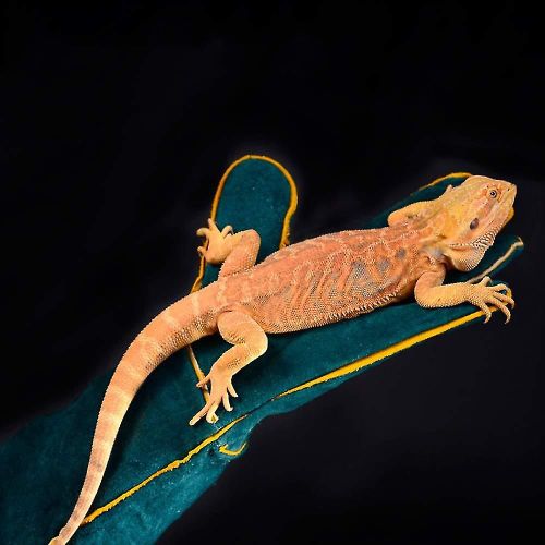 Gants De Protection En Cuir Pour Manipulation D'animaux, Résistant Aux Morsures Et Aux Rayures Pour Reptiles